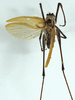 CollectionObject 1529771; a2292b67-204e-42db-8f84-f00bd5dfa41f: male, dorsal view (holotype). (CollectionObject).