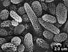 Brochosomes: !! display not done !! on Cuerna alba Oman & Beamer, 1944: CR780 | U.S.A., New Mexico, Otero Co., White Sands NM, Rakitov R. [#02-39], 17-21 Jul 2002 | INHS. (Observation).