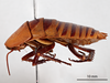 CollectionObject 1863295; b5ebe6db-97e6-4f9c-8659-3d0fd11d4c44: (CollectionObject).