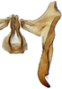 Connective: Varta rubrofasciata, connective and stylus, ventrally (INHS). (Observation).