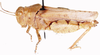 Plegmapteroides minutus Dirsh, 1959: female, lateral view. (Otu).
