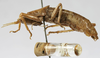 CollectionObject 1539571; ffddf332-545c-4500-94f6-a57b0c11c584: male, lateral view (syntype). (CollectionObject).