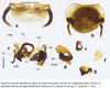 Ergaula nepalensis (Saussure, 1893): Ergaula nepalensis. (Otu).