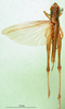 CollectionObject 1501524; 2d718883-9280-4edc-a502-89a4992687ab, MfN 5534: male, dorsal view (holotype). (CollectionObject).