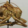 CollectionObject 1534979; ce1bdedc-dd90-4e2f-be36-2368e325d7e6: male pronotum, lateral view (lectotype). (CollectionObject).