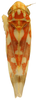 Habitus, dorsal view on Erythroneura rosa Robinson, 1924: Habitus (OSU collection). (Observation).