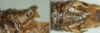 Melanoplus trigeminus Strohecker, 1963: male, abdomen end. (Otu).