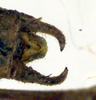 CollectionObject 1500658; c6bcc54e-a1d0-4a31-b4ea-2ec9c9e5d236: male cerci (holotype). (CollectionObject).