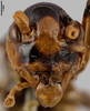 CollectionObject 1538079; 20db3328-83a4-484b-8da1-f3428c86a7fe: female head, frontal view (holotype). (CollectionObject).