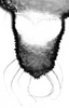 Aedeagus, ventral view.: Cauda (CA) of A. sambuci. (Observation).