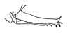 Ceuthophilus (Hemiudeopsylla) hesperus hesperus Hubbell, 1936: Fig. 179. Ovipositor, female paratype, San Ysidro, CA. (Otu).
