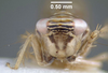 Head: !! display not done !! on Scaphoideus (Latenus) veterator DeLong & Beery, 1936: (Observation).
