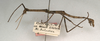 CollectionObject 1559003; 4028b536-c9dd-4f08-88e2-7a845a6bbdaf: copyright NMW, Vienna. male, lateral view (syntype). (CollectionObject).;CollectionObject 1559004; 7a18dcb6-71d9-48cb-9cd6-479cc4d34567: copyright NMW, Vienna. male, lateral view (syntype). (CollectionObject).