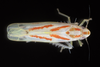 Live specimen: !! display not done !! on Dikrella (Dikrella) cruentata (Gillette, 1898): Dikrella cruentata, male. Boxford, Essex Co., Massachusetts; September 27, 2020. (Observation).