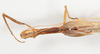 CollectionObject 1560986; NMW 226', 8de495e3-eb6f-4cf5-8b79-e42880f02ec9: copyright NMW, Vienna. female: head & thorax, dorsal view of Perliodes nigrogranulosus (syntype). (CollectionObject).