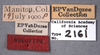 Other: !! display not done !! on Xantholobus inflatus (Van Duzee, 1908): (Observation).