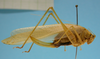 CollectionObject 1542916; DEES MZLQ-I0045', ed02e839-9c01-408c-89f4-6f873af34448: female lateral view (syntype of Anaulacomera dimidiata). (CollectionObject).