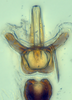 Aedeagus, ventral view: (Observation).