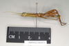 CollectionObject 1562198; NHMUK(SF IMPORT DUPLICATE) 844972, d7ca9a7e-ed7e-40d2-accb-1b76e3d111f3: copyright Natural History Museum, London. male, lateral view (paratype). (CollectionObject).