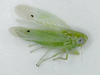 FieldOccurrence 4863; a4654307-d864-43e2-847a-67d3f2821bbe; Taiwan: Taiwan: Kaohsiung
台灣高雄市鼓山區高雄, 2024/09/15
余世文: (FieldOccurrence).