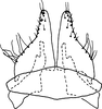 Subgenital plate, ventral view on Bretega quinispiverpa Stiller, 2017: Pygofer ventral appendages, ventral view. (Observation).