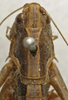 CollectionObject 1535945; b2a1736c-bd4a-41eb-9b8f-8ab8ca51da67: female pronotum, dorsal view (paralectotype). (CollectionObject).