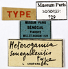 CollectionObject 1587472; MNHN(SF IMPORT DUPLICATE) MNHN-EP-EP729, fc5d2253-0615-4e22-abe1-dc6925094858: CC BY-NC-ND 4.0/MNHN - Depraetere Marion - 2014. Type, male, of senegalensis Chopard, 1929. Specimen number: MNHN-EP-EP729. http://coldb.mnhn.fr/catalognumber/mnhn/ep/ep729. (CollectionObject).