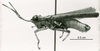 CollectionObject 1581949; 18f36afc-6864-4927-aae3-0b12fa73aa8a: male, lateral view (syntype). (CollectionObject).