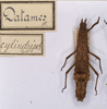 CollectionObject 1561585; a558f7bf-3ebb-4d82-9935-1438bc9f11dd: copyright St. Petersburg. female, dorsal view (PLT of synonym Datames cylindripes). (CollectionObject).