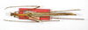 CollectionObject 1558436; fb2816dc-a4a7-456b-931d-cae4eb777901: copyright ZMB, Berlin. male (holotype). (CollectionObject).