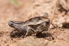 CollectionObject 1568476; 998a6726-329a-4772-abb0-4d262eeb8935: male. (CollectionObject).