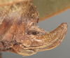 CollectionObject 1505652; 09ec79f1-9a5f-4bef-b483-58c518b36a90: female ovipositor (syntype). (CollectionObject).