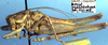 Idiostatus birchimi Rentz, 1973: male, lateral view (paratype). (Otu).