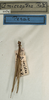 CollectionObject 1561857; a179d6ba-c0fc-4f71-ad69-0ced92cba12e: copyright NMW, Vienna. male (holotype). (CollectionObject).