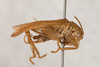 CollectionObject 1531181; c4fe1a50-abf2-4a3e-a328-c5d73e2fcd3f: female, lateral view (syntype). (CollectionObject).