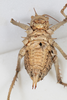 CollectionObject 1505709; f064a080-3cbe-4761-aa68-dd00f2c52683: female, ventral view (syntype). (CollectionObject).