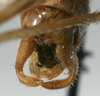 CollectionObject 1476060; 24d09a36-2f7f-45f2-861e-b040af05ccfa: male cerci (holotype). (CollectionObject).