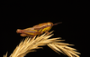 CollectionObject 2008378; 50348c52-c743-411f-865e-5d4ff40e022e: brown female alive, lateral view. (CollectionObject).