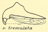 Habitus, lateral view: !! display not done !! on Palonica tremulata (Ball, 1925): (Observation).