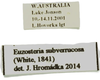Euzosteria subverrucosa (White, 1841): (Otu).
