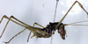 CollectionObject 1532346; 3dc0792d-5319-47a0-a8e9-f0dc5345b4d4: male, lateral view (holotype). (CollectionObject).