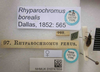 CollectionObject 1596190; 42ee4621-fd3f-4b3d-80dc-f870111dda31: Rhyparochromus borealis. Paralectotype. (BMNH) - (CC BY-NC 4.0) Photo by Stuart Cole, reproduced with permission from the Natural History Museum, London, UK. (CollectionObject).