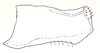 Pygofer, lateral view: Male pygofer, lateral view. (Observation).