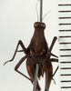 CollectionObject 1529912; NHRS NRM-ORTH 12988, 31f8f739-bf53-4a18-acb4-14cca7b86ab9: female, frontal view (holotype of Spartolus longiceps). (CollectionObject).