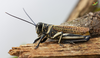 CollectionObject 1849152; e72b6abf-4127-4552-9b34-d3fa3abbe9bf, Unioeste Cascavel K-0563: Male, in vivo. Lateral view. Code: K-0563. (CollectionObject).
