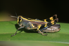 FieldOccurrence 463; c0475a01-b0f8-49f6-ac3b-bdd8686381ee; Tanzania
Uluguru Mountains above Morningside, 2016/02/??: female, lateral view. (FieldOccurrence).
