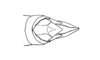 Tropidacris descampsi Carbonell, 1986: Fig. 33A. male abdomen tip, dorsal view. (Otu).