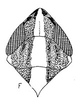 Head: !! display not done !! on Mendozellus isis (Linnavuori, 1959): head, dorsally. (Observation).