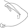 Pygofer, lateral view: Pygofer, lateral view. (Observation).