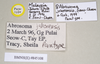 CollectionObject 1563725; 897708d2-cd7d-43bb-9d6c-5b3b03757761: copyright Natural History Museum, London. female, data labels (paratype). (CollectionObject).;CollectionObject 1563726; b4f219c2-e3ce-4411-8fe1-0bdd27be7058: copyright Natural History Museum, London. female, data labels (paratype). (CollectionObject).